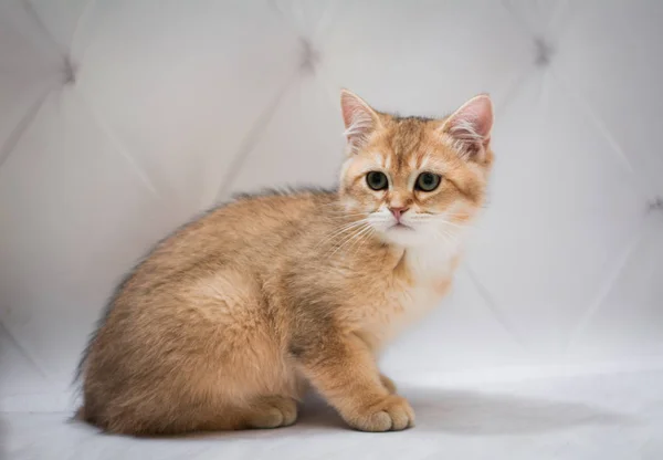 Kätzchen Schottische Britische Katze Burma Munchkin Tiere — Stockfoto