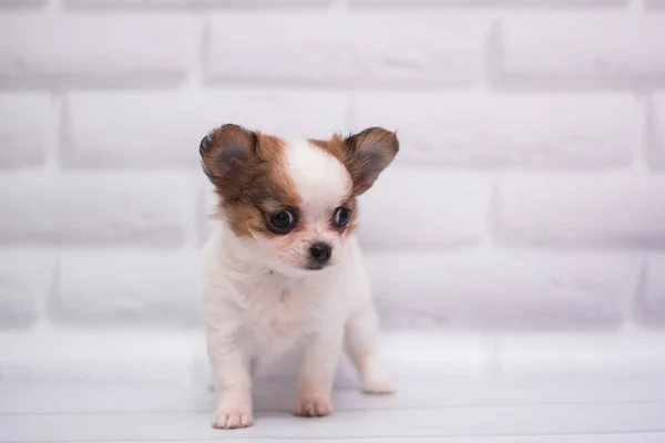 Chihuahua Welpen Spitz Hund Pet Yorkshire Terrier — Stockfoto