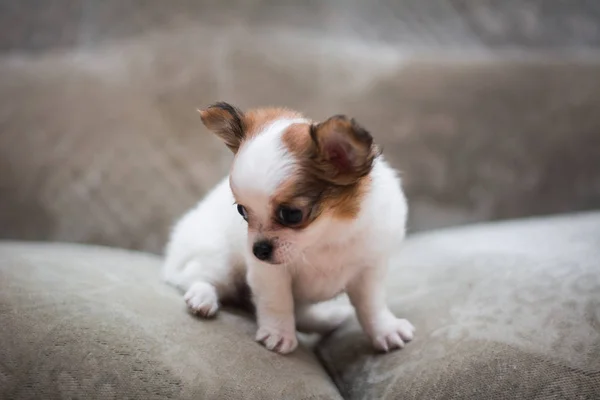 Chihuahua Cachorro Spitz Perro Mascota Yorkshire Terrier —  Fotos de Stock