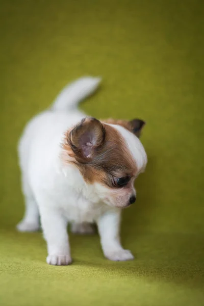 Chihuahua Chiot Spitz Chien Animal Compagnie Yorkshire Terrier — Photo