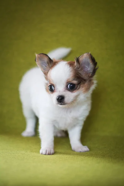 Chihuahua Valp Spets Hund Sällskapsdjur Yorkshire Förfärlig — Stockfoto