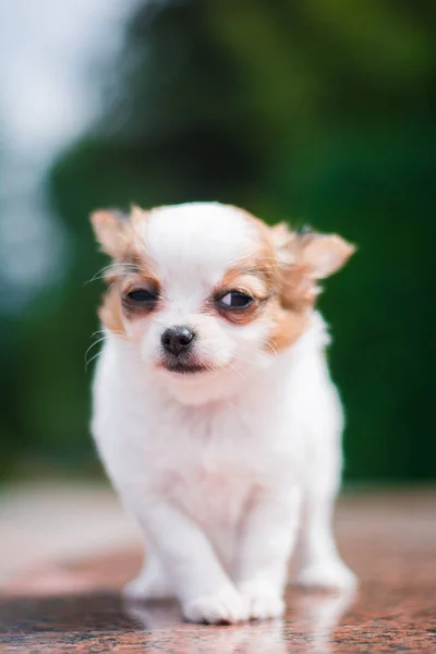 Chihuahua Cachorro Spitz Perro Mascota Yorkshire Terrier —  Fotos de Stock