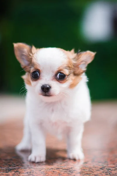 Chihuahua Szczeniak Spitz Pies Zwierzę Yorkshire Terrier — Zdjęcie stockowe