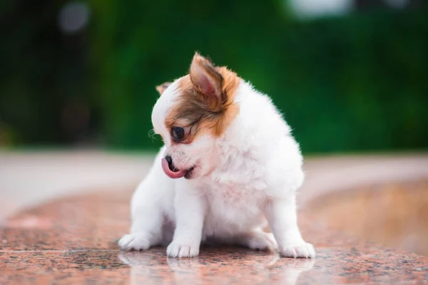 Chihuahua Kiskutya Spitz Kutya Kisállat Yorkshire Terrier — Stock Fotó