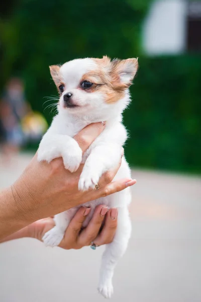 Chihuahua Cachorro Spitz Perro Mascota Yorkshire Terrier —  Fotos de Stock