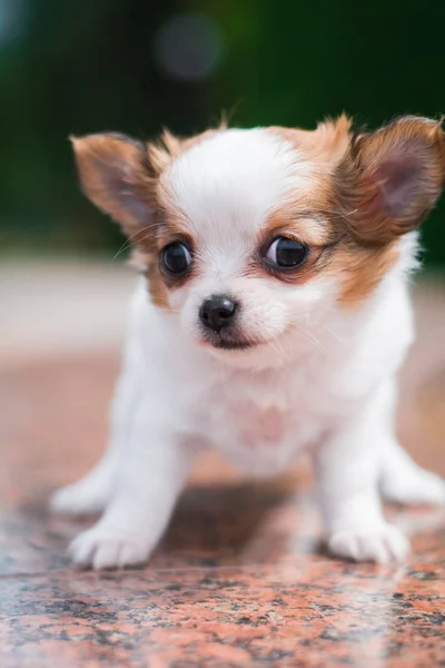 Chihuahua Puppy Spitz Dog Pet Yorkshire Terrier — Stock Photo, Image