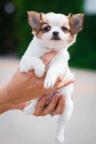 Chihuahua Cachorro Spitz Perro Mascota Yorkshire Terrier — Foto de Stock