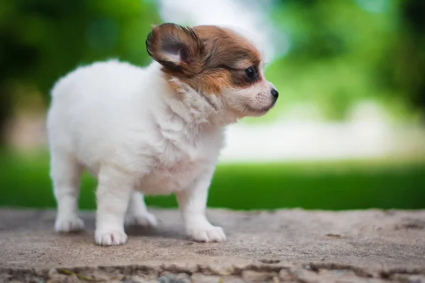 Chihuahua Szczeniak Spitz Pies Zwierzę Yorkshire Terrier — Zdjęcie stockowe