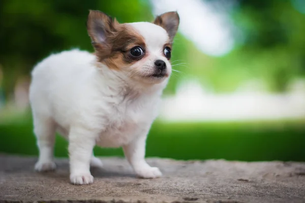 Chihuahua Szczeniak Spitz Pies Zwierzę Yorkshire Terrier — Zdjęcie stockowe