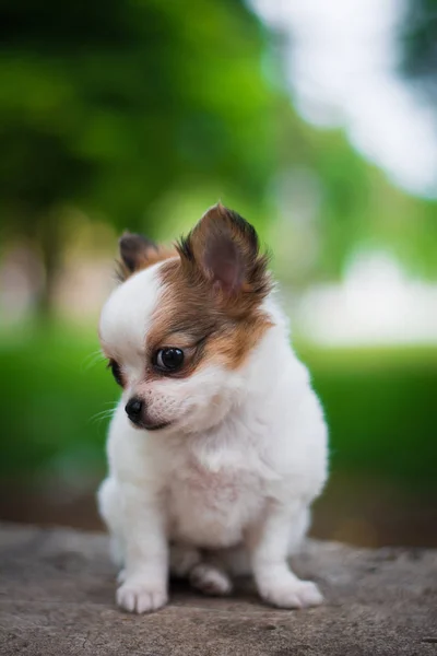 Chihuahua Cachorro Spitz Cão Animal Estimação Yorkshire Terrier — Fotografia de Stock