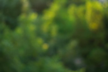 Bokeh arka plan yeşil ağaçlar bulanık yaprakları