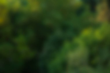 Bokeh arka plan yeşil ağaçlar bulanık yaprakları