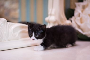 Kedi yavrusu İskoç İngiliz kedisi Burma cüce hayvanlar