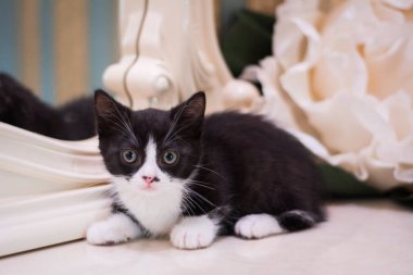 Kedi yavrusu İskoç İngiliz kedisi Burma cüce hayvanlar