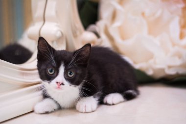 Kedi yavrusu İskoç İngiliz kedisi Burma cüce hayvanlar