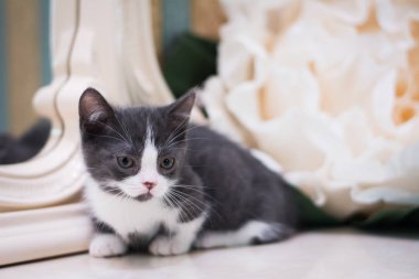 Kedi yavrusu İskoç İngiliz kedisi Burma cüce hayvanlar