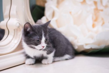 Kedi yavrusu İskoç İngiliz kedisi Burma cüce hayvanlar