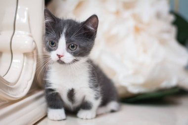 Kedi yavrusu İskoç İngiliz kedisi Burma cüce hayvanlar