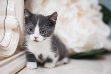 Kedi yavrusu İskoç İngiliz kedisi Burma cüce hayvanlar