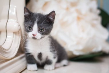 Kedi yavrusu İskoç İngiliz kedisi Burma cüce hayvanlar