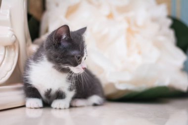 Kedi yavrusu İskoç İngiliz kedisi Burma cüce hayvanlar