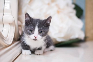 Kedi yavrusu İskoç İngiliz kedisi Burma cüce hayvanlar