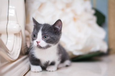 Kedi yavrusu İskoç İngiliz kedisi Burma cüce hayvanlar