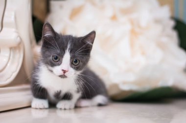 Kedi yavrusu İskoç İngiliz kedisi Burma cüce hayvanlar