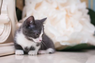 Kedi yavrusu İskoç İngiliz kedisi Burma cüce hayvanlar