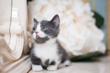 Kedi yavrusu İskoç İngiliz kedisi Burma cüce hayvanlar