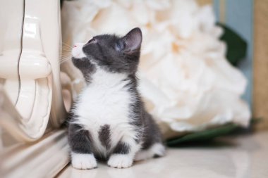 Kedi yavrusu İskoç İngiliz kedisi Burma cüce hayvanlar