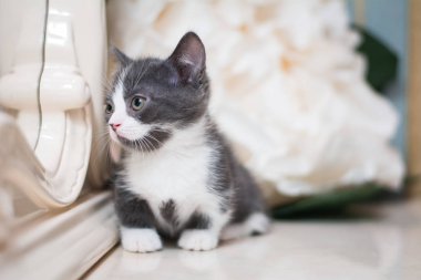 Kedi yavrusu İskoç İngiliz kedisi Burma cüce hayvanlar