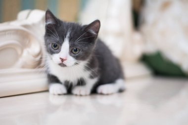 Kedi yavrusu İskoç İngiliz kedisi Burma cüce hayvanlar