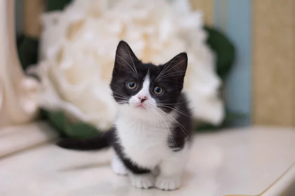Kedi yavrusu İskoç İngiliz kedisi Burma cüce hayvanlar