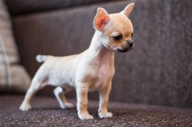 Chihuahua köpek spitz köpek pet yorkshire terrier