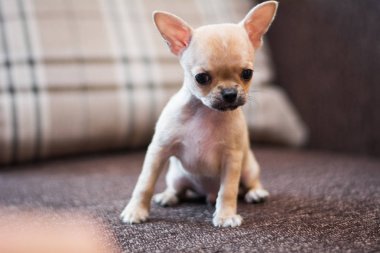 Chihuahua köpek spitz köpek pet yorkshire terrier