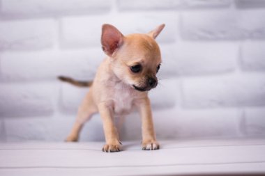 Chihuahua köpek spitz köpek pet yorkshire terrier