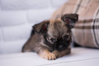 Chihuahua köpek spitz köpek pet yorkshire terrier