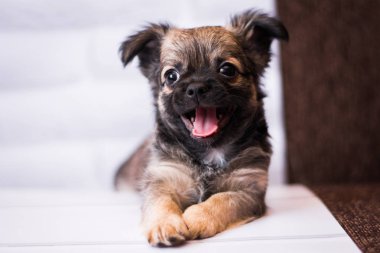 Chihuahua köpek spitz köpek pet yorkshire terrier