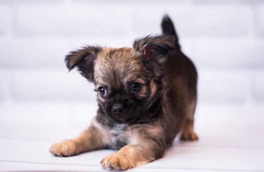 Chihuahua köpek spitz köpek pet yorkshire terrier