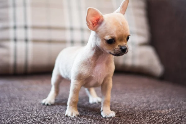 Štěně Chihuahua Spitz Psí Mazlíček — Stock fotografie