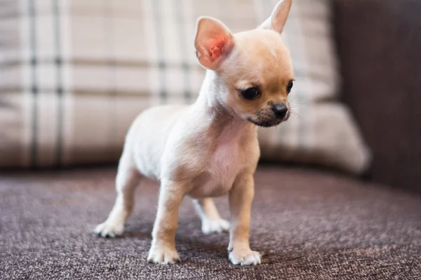 Chihuahua Szczeniak Spitz Pies Zwierzę Yorkshire Terrier — Zdjęcie stockowe