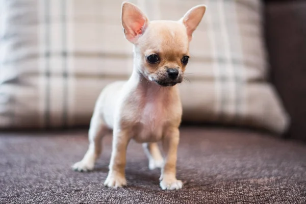 Chihuahua Valp Spets Hund Sällskapsdjur Yorkshire Förfärlig — Stockfoto