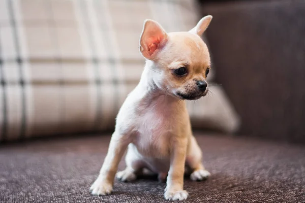 Chihuahua Cucciolo Spitz Cane Pet Yorkshire Terrier — Foto Stock