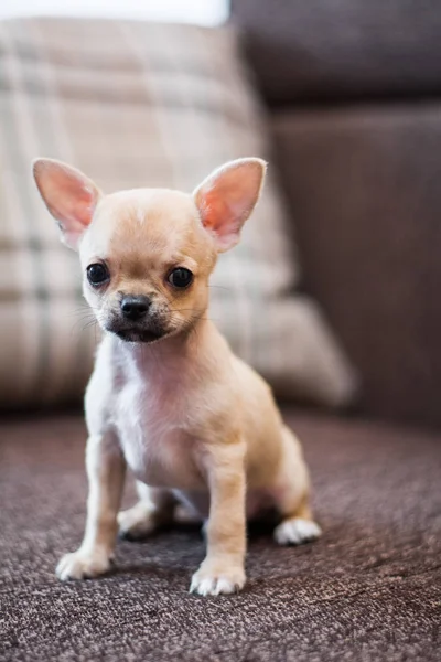 Štěně Chihuahua Spitz Psí Mazlíček — Stock fotografie