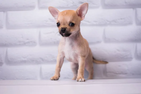 Chihuahua Cucciolo Spitz Cane Pet Yorkshire Terrier — Foto Stock