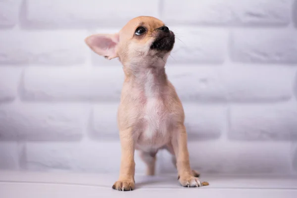 Chihuahua Valp Spets Hund Sällskapsdjur Yorkshire Förfärlig — Stockfoto