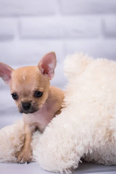Chihuahua Welpen Spitz Hund Pet Yorkshire Terrier — Stockfoto
