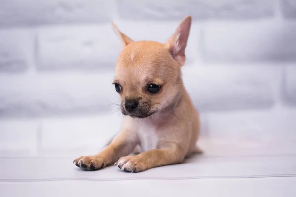 Chihuahua Welpen Spitz Hund Pet Yorkshire Terrier — Stockfoto