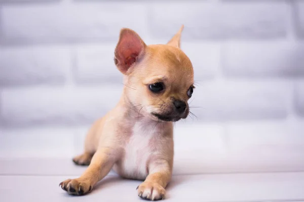 Chihuahua Welpen Spitz Hund Pet Yorkshire Terrier — Stockfoto